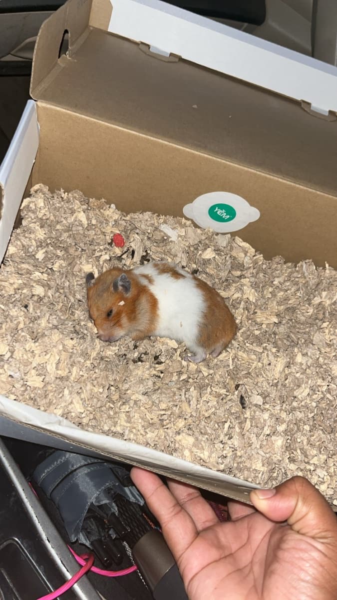 Photo of Biscuit Marie Gaines