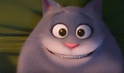 Photo of Chloe The Cat