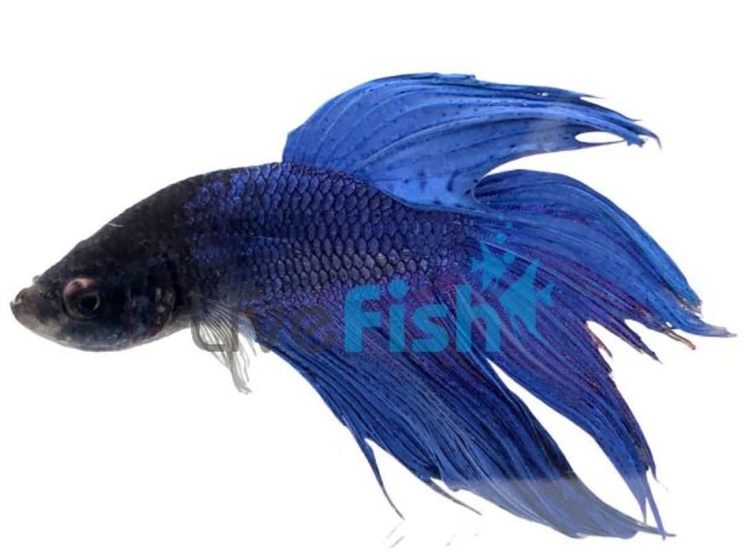 Photo of Mr blue