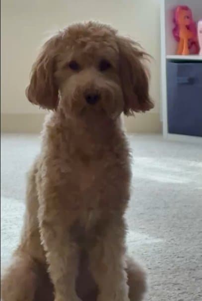 Photo of Nala Feliciano