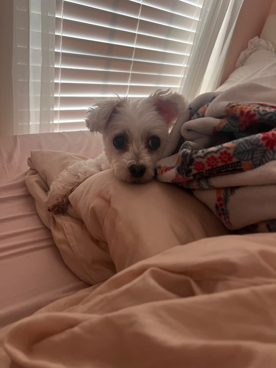 Photo of Paisley(paws) Jean Welch