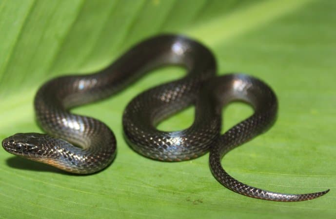 Photo of Lucifer - The Terrifying Snake