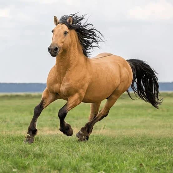 Photo of Boxer the horse