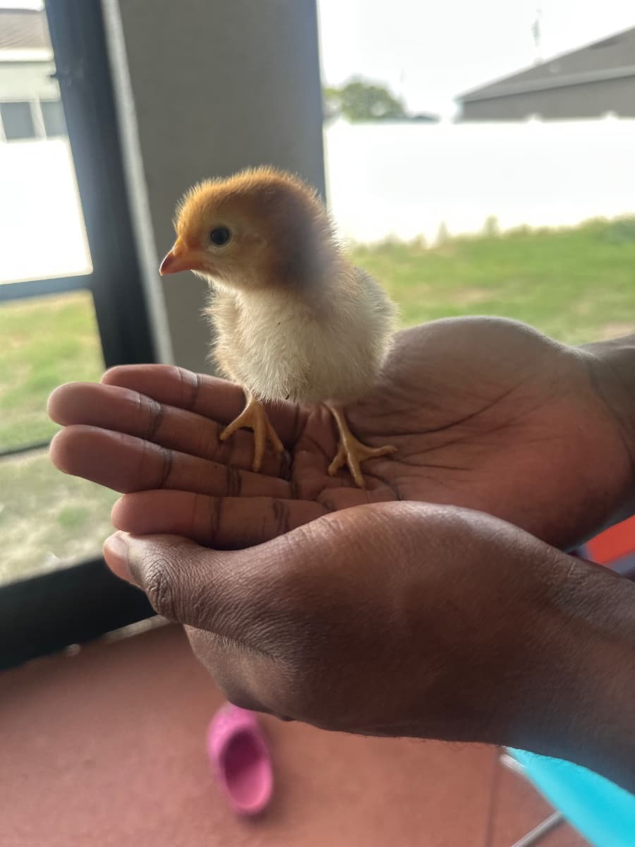 Photo of Chicken little