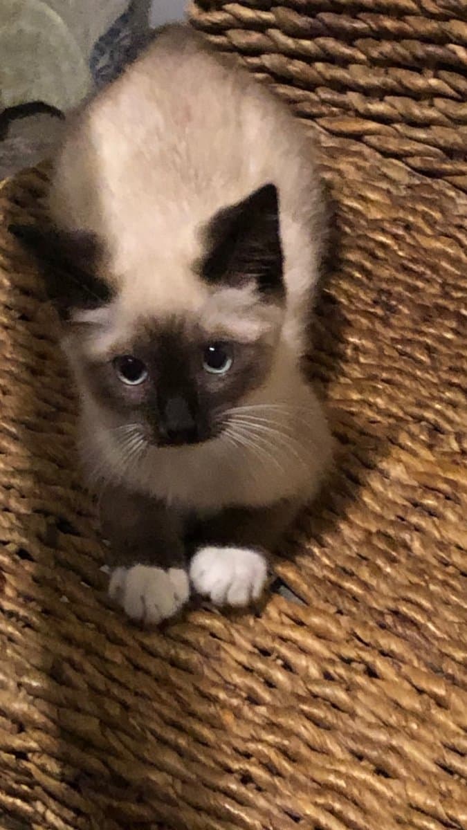 Photo of ROYAL aka "Kit-Kat