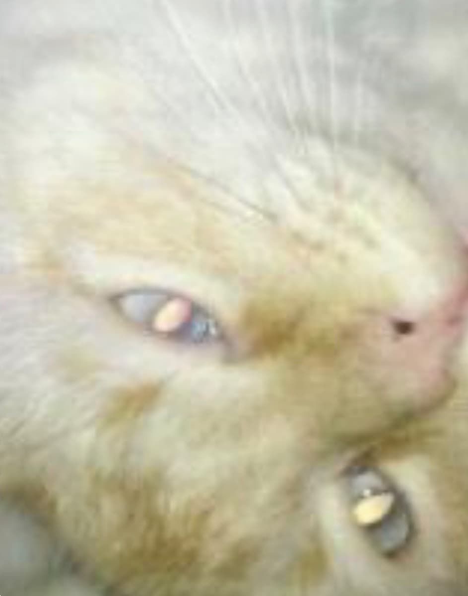 Photo of Snow ball Mckenzie