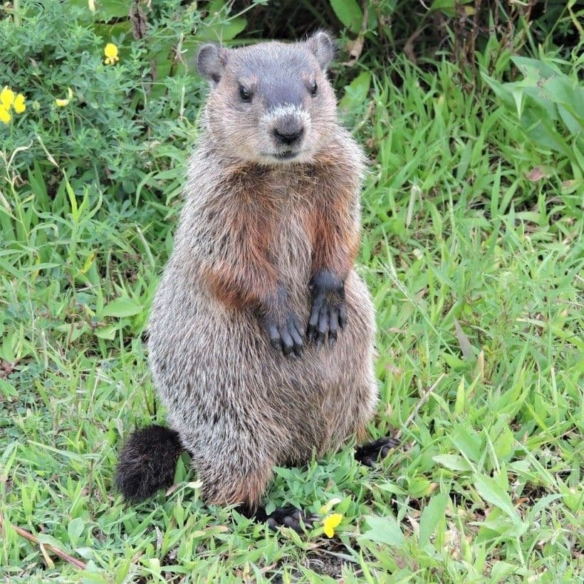Photo of a groundhog that died today named Phil