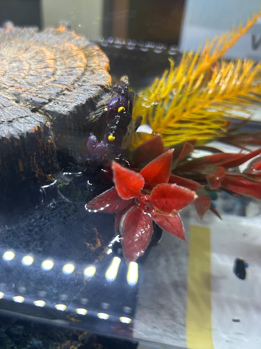 Photo of Vampire crabs