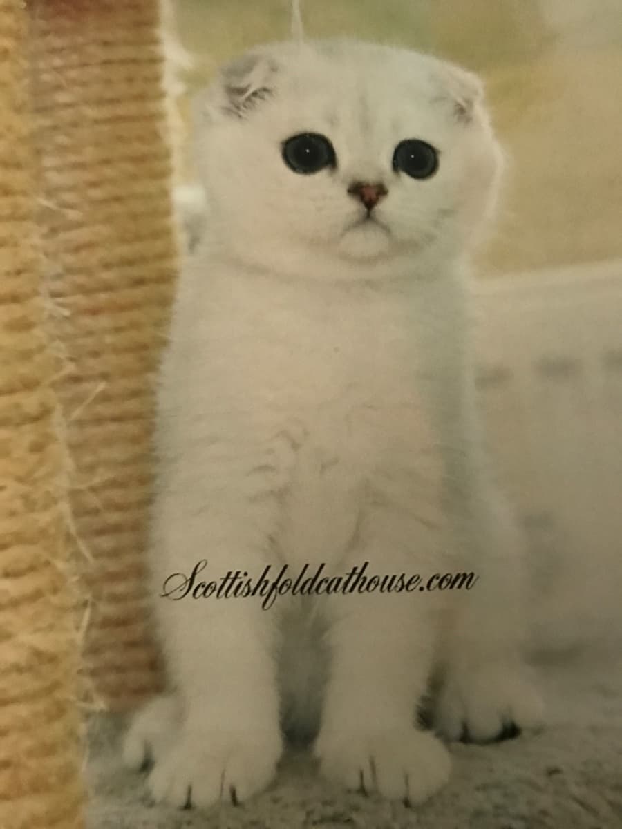 Photo of P O L A R B E A R H I L L