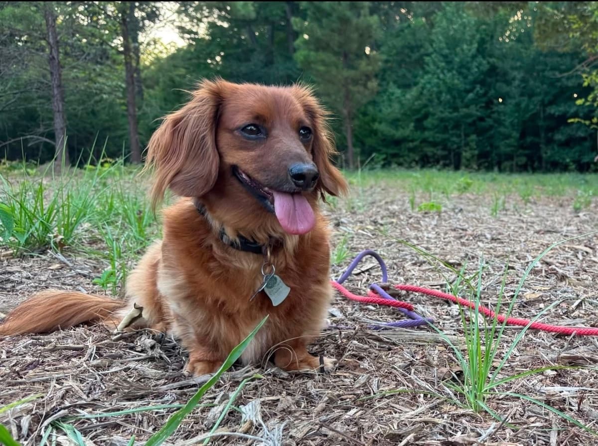 Photo of Scout Bird