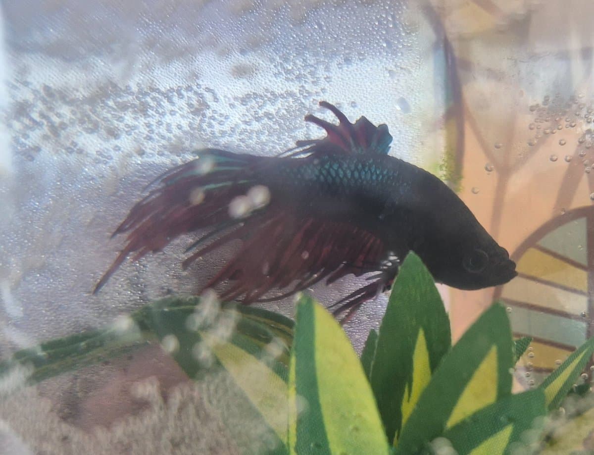 Photo of Dingus MacDougall