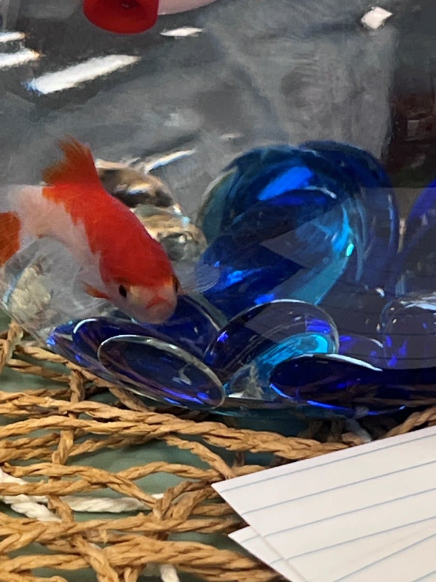 Photo of Swim Shady
